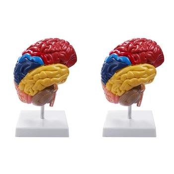 2 Анатомические модели головного мозга, анатомия 1: 1, половина ствола головного мозга, учебные лабораторные принадлежности